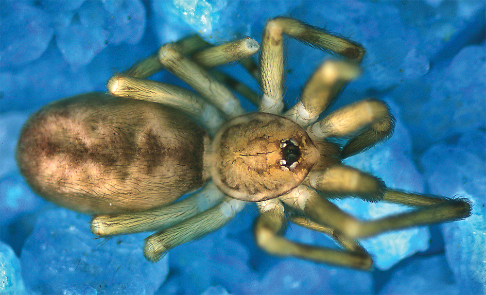Araña Pink Floyd