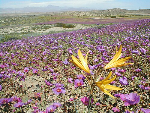 Desierto florido en Atacama