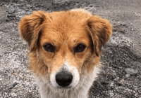 Un excursionista británico perdido en Perú es salvado por un perro callejero