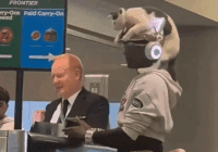 Un gato viaja como “sombrero” en un aeropuerto