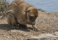 Los monos de Gibraltar comen tierra para digerir mejor la comida procesada de los turistas