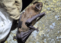 De Cataluña a Ucrania: el increíble viaje de los murciélagos hembra que recorren hasta 300 km al día