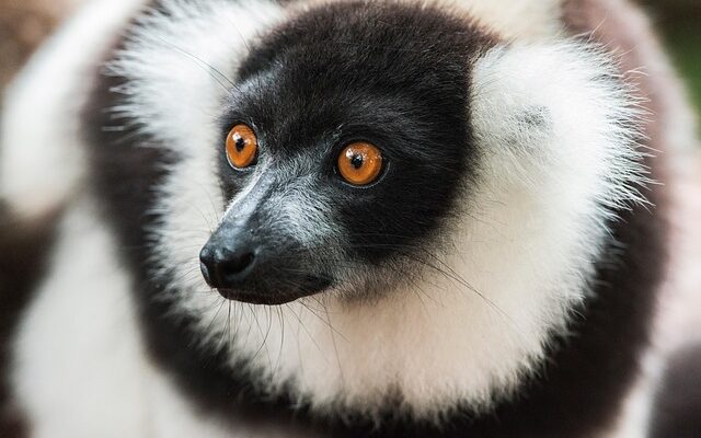 Por qué viajar a Madagascar