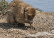 Los monos de Gibraltar comen tierra para digerir mejor la comida procesada de los turistas