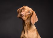12 consejos fundamentales para viajar con perro