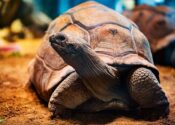 15 razones para visitar las Islas Galápagos 15 razones para visitar las Islas Galápagos
