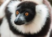 5 razones por las que viajar a Madagascar