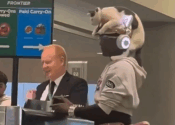Un gato viaja como “sombrero” en un aeropuerto